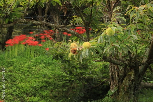 Obraz 彼岸花が咲いた栗林で割れた毬の中に見えた果実