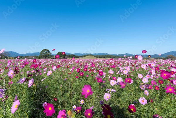 Obraz コスモス畑