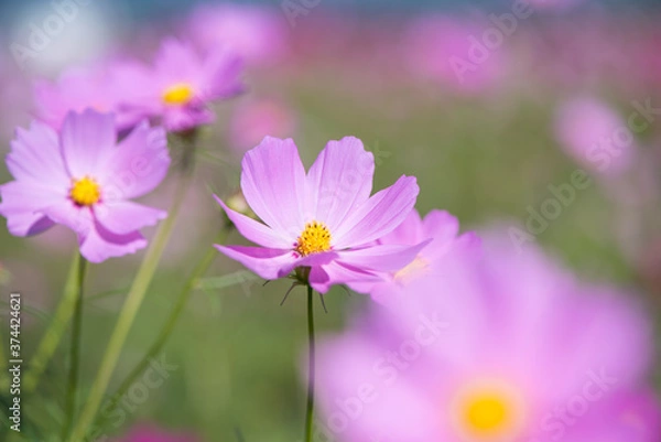 Fototapeta コスモス