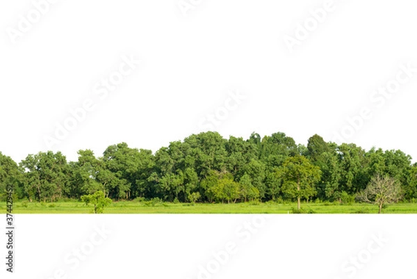Fototapeta  View of a High definition, Treeline  isolated on white background, Forest and foliage in summer, Row of trees and shrubs.