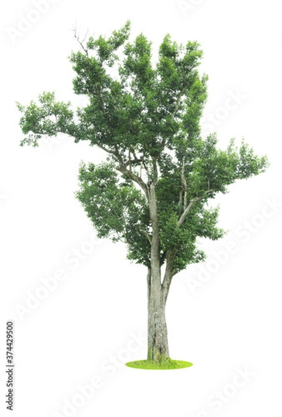 Fototapeta Trees isolated on  white background.