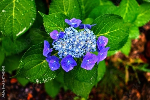 Fototapeta 紫陽花