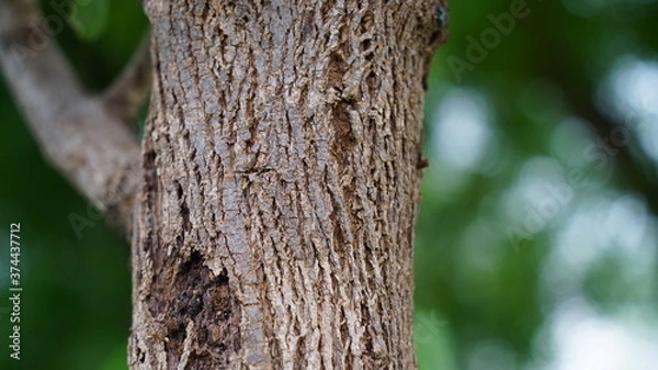 Fototapeta Selective focus on Drumstick or Moringa tree trunk. Also viewing blurred light of sun through leaves.
