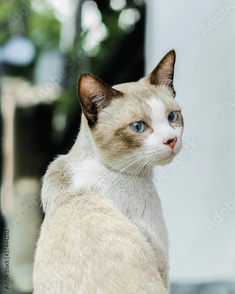 Obraz Blue eye's diary