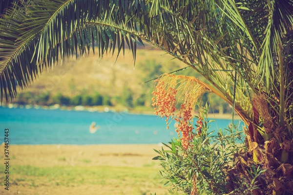 Fototapeta Small palm tree on beach