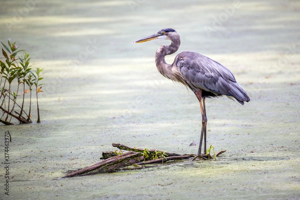Obraz Great Blue Heron standing in a green marsh in the sunlight