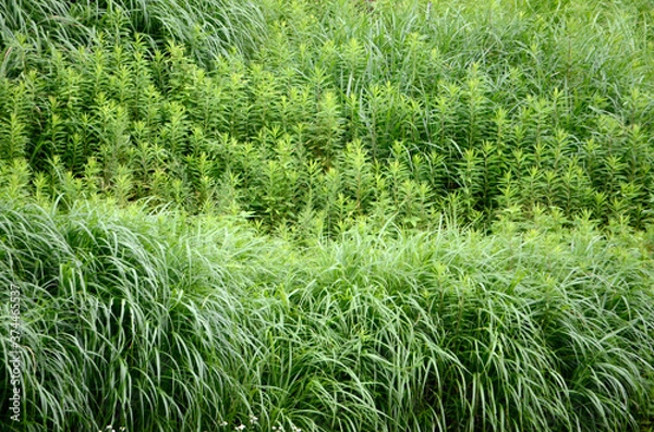 Fototapeta 夏草