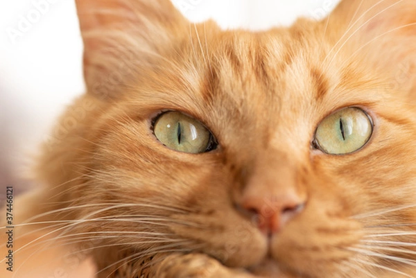 Fototapeta じっと見る猫　　茶トラ猫