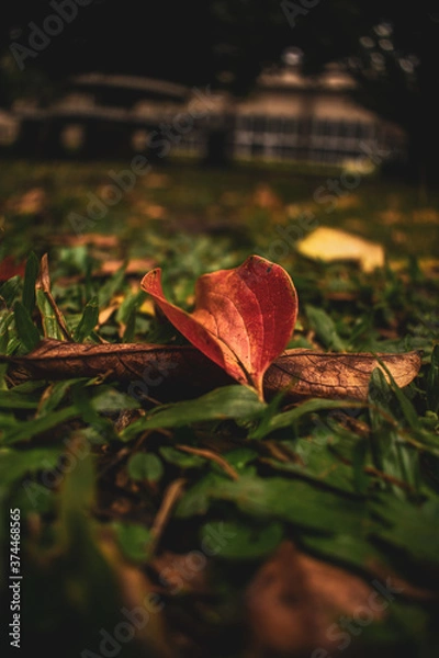 Obraz HOJAS DE OTOÑO3