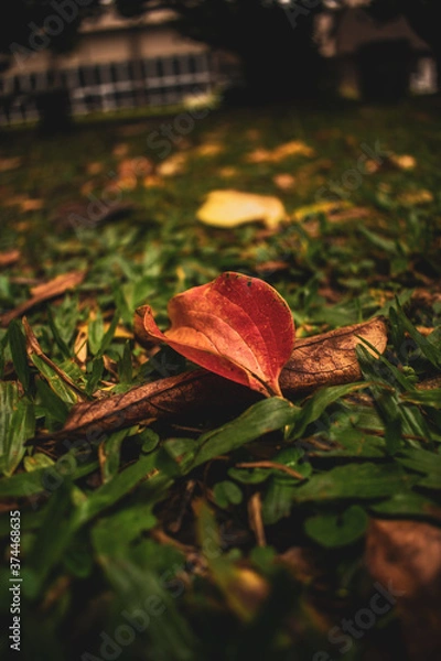 Obraz HOJAS DE OTOÑO 2