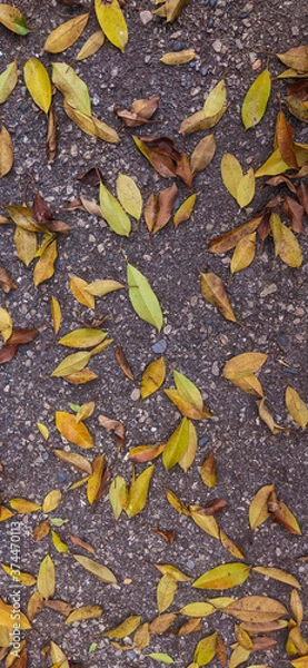 Obraz fallen leaves on the ground