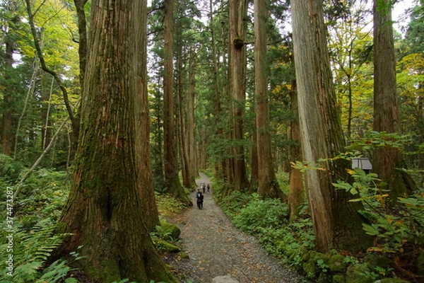 Obraz Mysterious landscape of  the forest in Japan