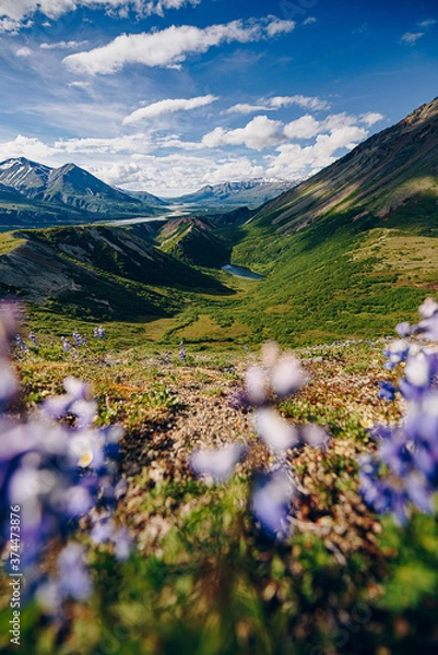 Fototapeta lupine flowers in the mountains