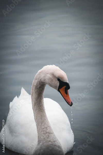 Fototapeta Swan