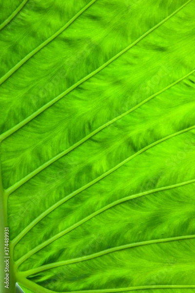 Fototapeta Green leaf for pattern or texture