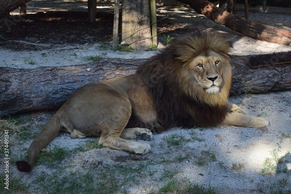 Obraz Leone maschio (Panthera leo)