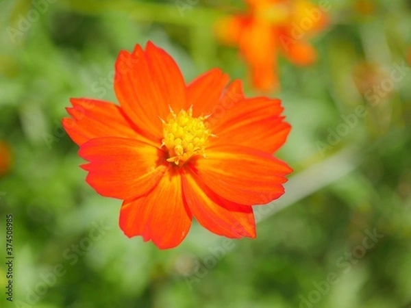 Obraz キバナコスモス1　一重咲き