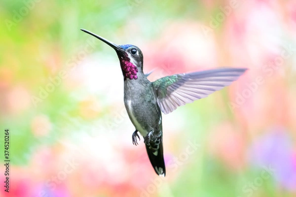 Fototapeta A Long-billed Starthroat hummingbird hovering in the air with a pastel background. Humminbird in flight. Bird in a garden. Humminbird with natural surroundings. Brightly lit bird in wild.