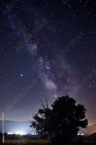 Fototapeta The Milky Way galaxy in vertical on the top of a tree and a town