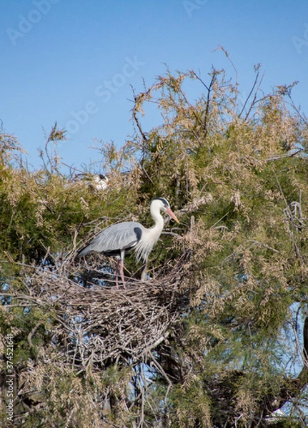Obraz Heron cendré nid