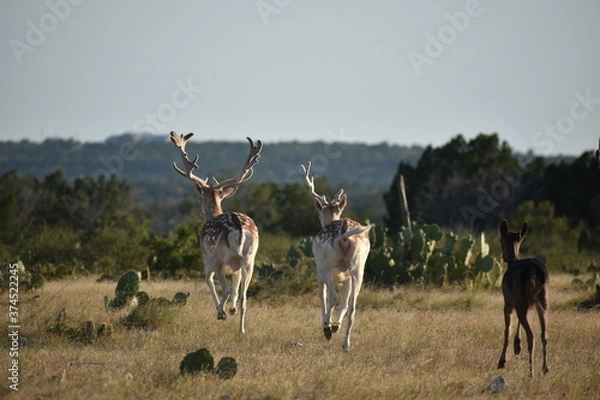 Obraz close up portrait of a fallow deer herd at sunset