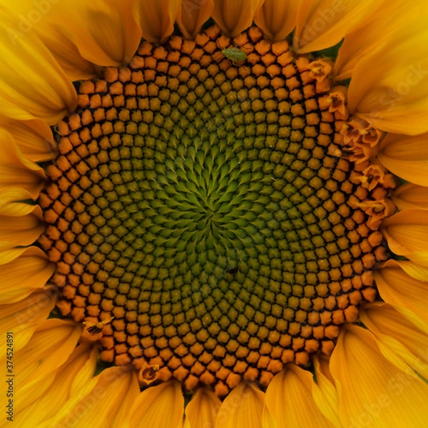 Obraz sunflower center