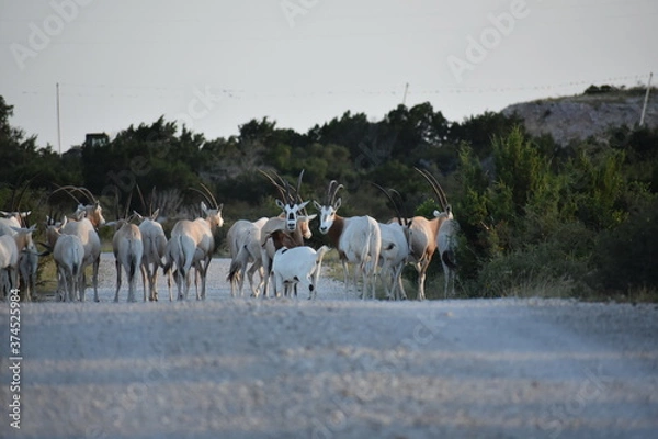 Obraz close up portrait of a Scimitar Oryx herd