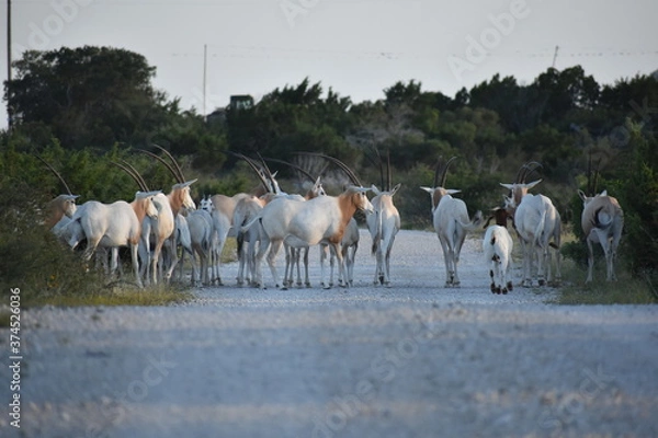 Obraz close up portrait of a Scimitar Oryx herd