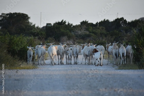 Obraz close up portrait of a Scimitar Oryx herd