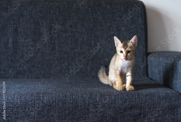 Fototapeta Cute small tabby Bengal kitten sits on the couch, copy paste text, soft focus