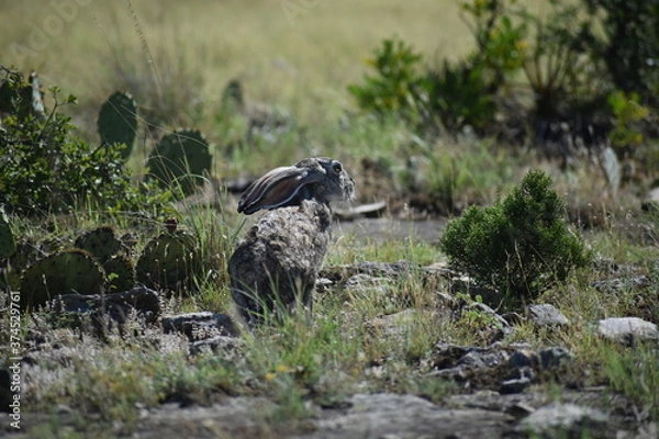 Obraz close up portrait of a jack rabbit