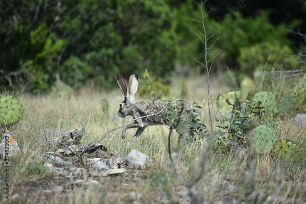 Obraz close up portrait of a jack rabbit