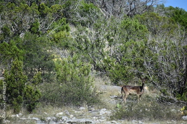 Obraz close up of a chocolate fallow doe deer
