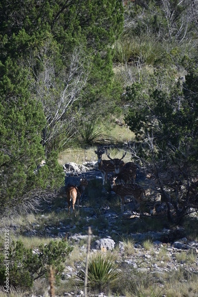 Fototapeta close up portrait of Axis deer