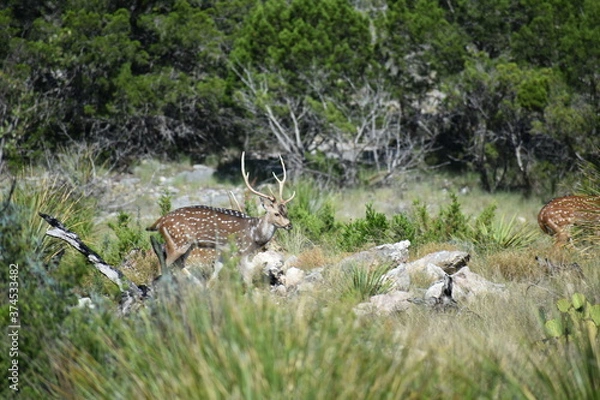 Obraz close up portrait of Axis deer