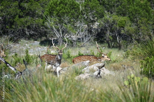 Obraz close up portrait of Axis deer