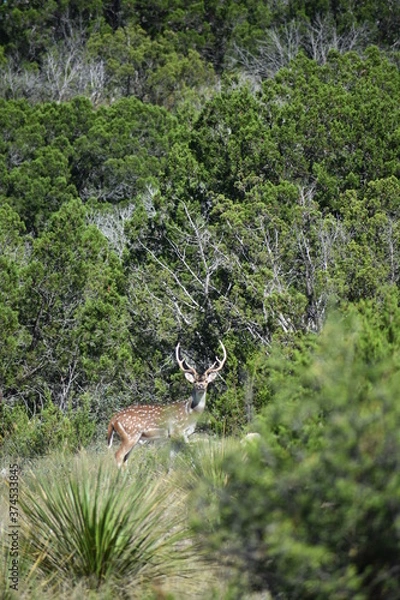 Obraz close up portrait of Axis deer