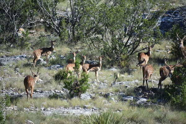 Obraz close up portrait of Axis deer