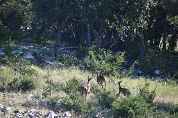 Fototapeta close up portrait of Axis deer