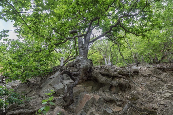 Fototapeta old_oak_tree