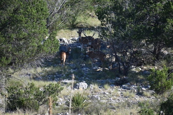 Fototapeta close up portrait of Axis deer