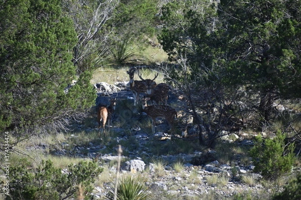 Fototapeta close up portrait of Axis deer