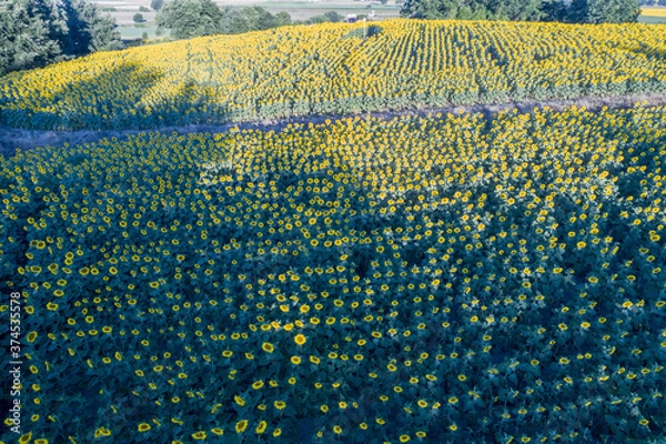 Fototapeta  Aerial view of sunflower fields in Bolsena. In Viterbo