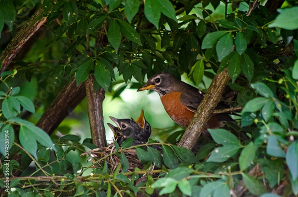 Obraz Closeup of a robin feeding their baby birds (in a nest)