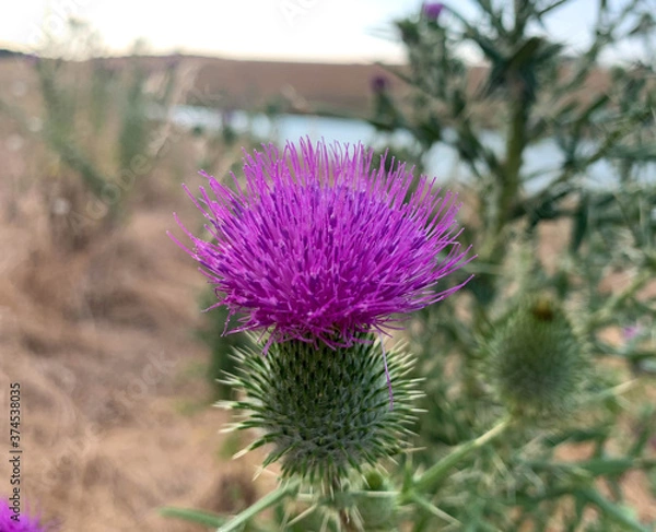 Fototapeta Close up blooming Bull thistle growing on a lake shore at summer. Also known as Spear thistle, Cirsium vulgare and Common thistle