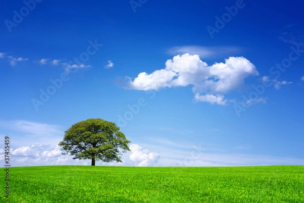 Obraz Great nature landscape