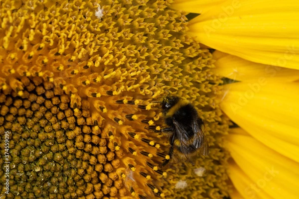 Fototapeta Close up Macro of Bumble Bee Pollinating British Sunflowers