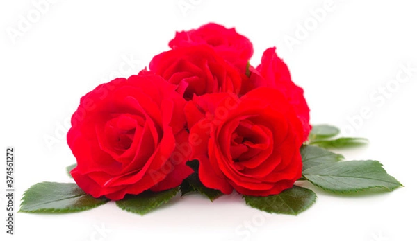 Obraz Beautiful red roses.
