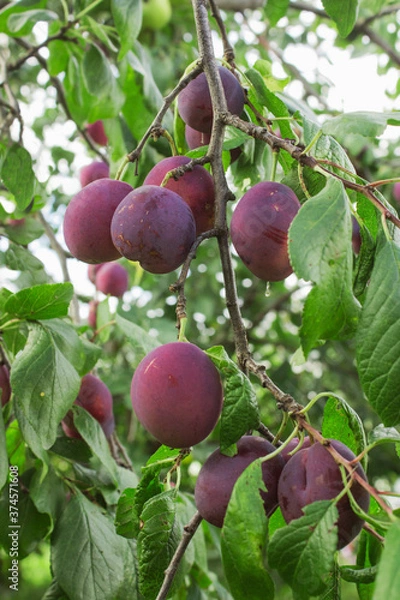 Fototapeta Large juicy plums. Plum tree branch bends under their weight