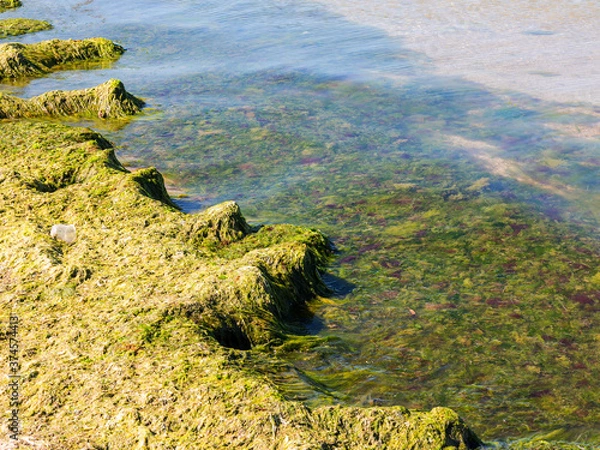 Fototapeta Rotting algae was thrown to the shore of the reservoir. Environmental pollution problem. Beach pollution. Eco Disaster.